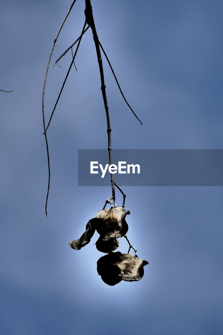 LOW ANGLE VIEW OF INSECT ON TWIG