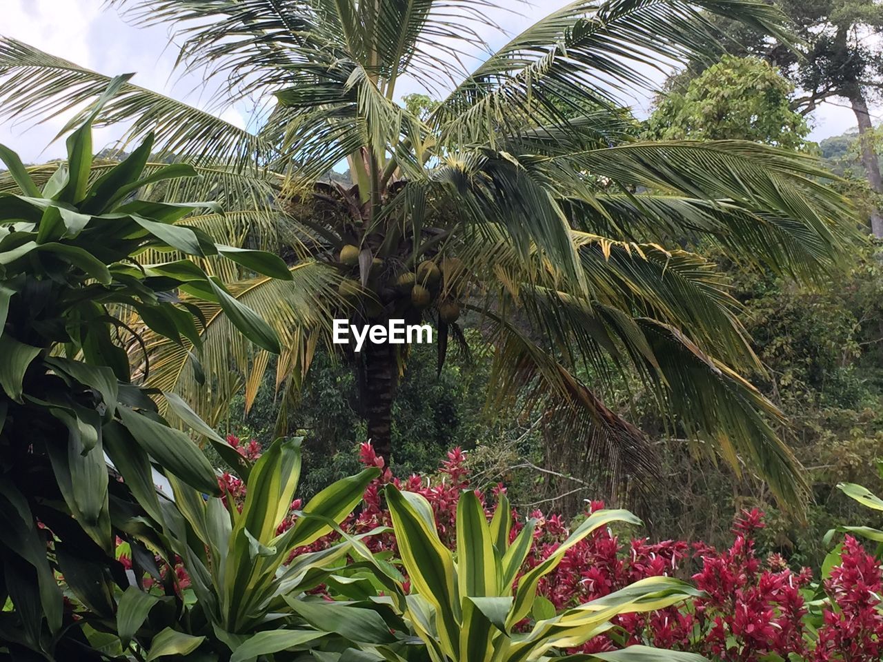 LOW ANGLE VIEW OF COCONUT PALM TREE