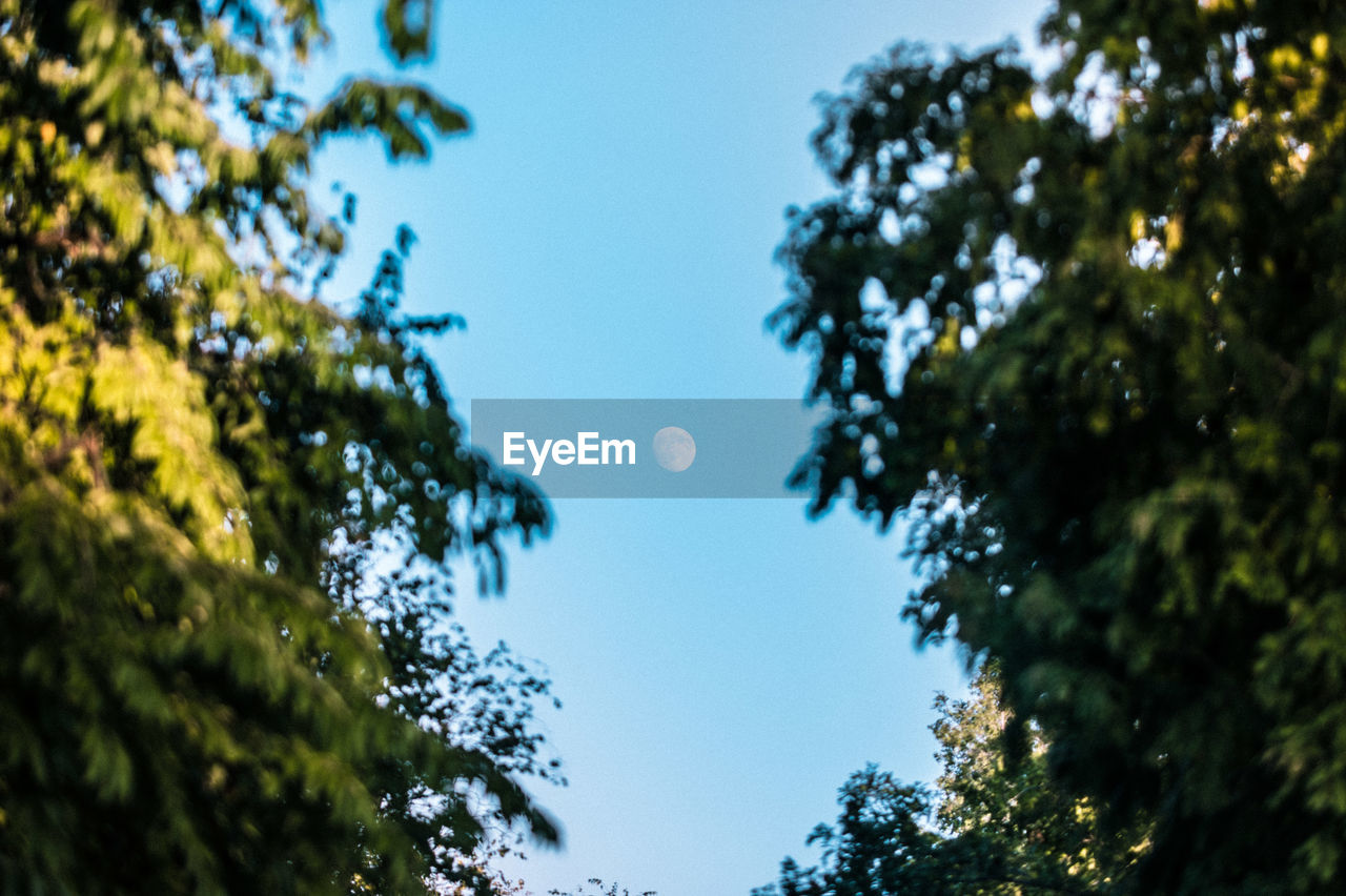 Low angle view of trees against moon in sky
