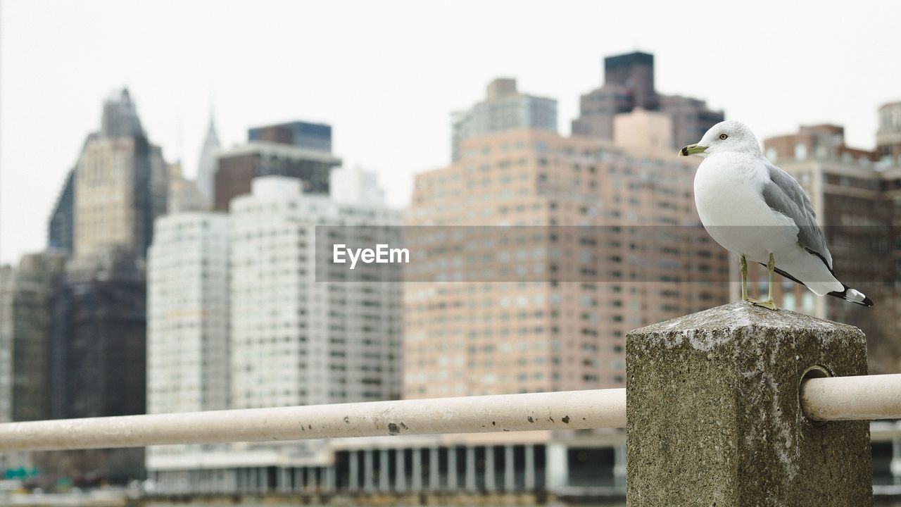 Low angle view of seagull on railing against cityscape