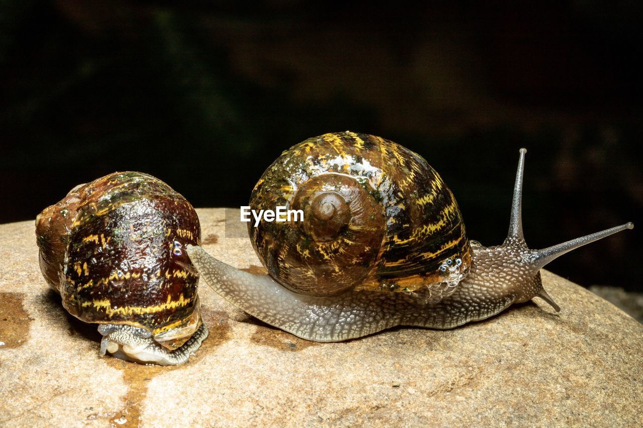 Close-up of snail