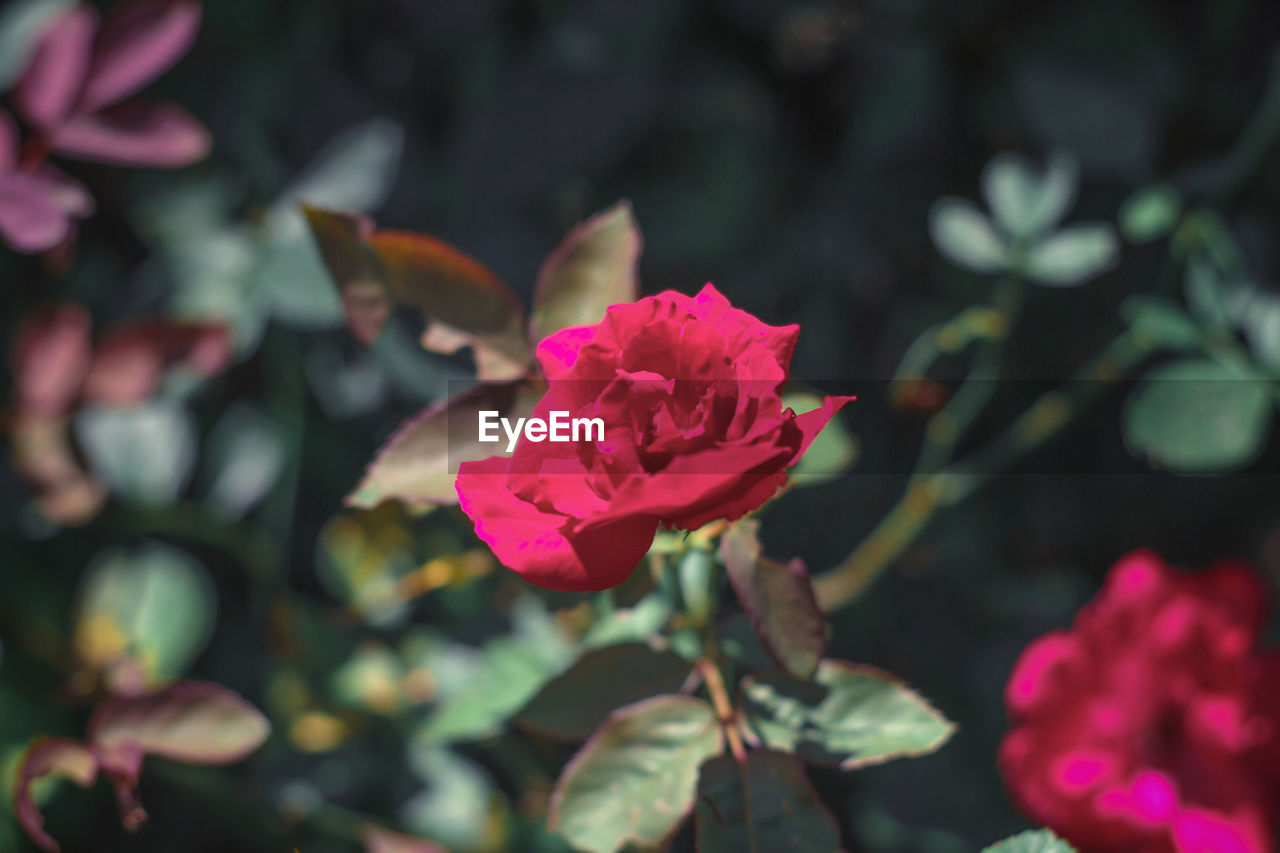 Close-up of pink rose