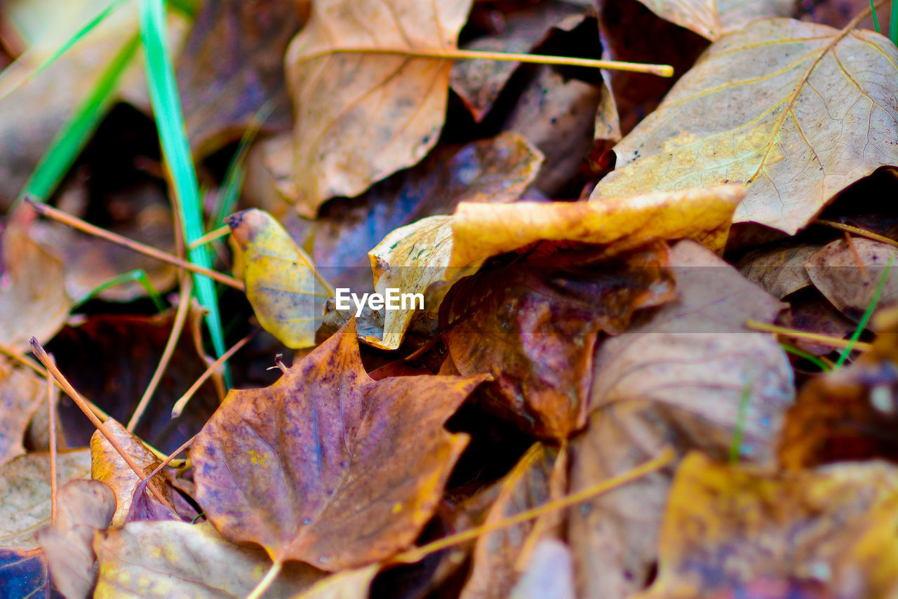 CLOSE-UP OF DRY MAPLE LEAVES ON AUTUMN