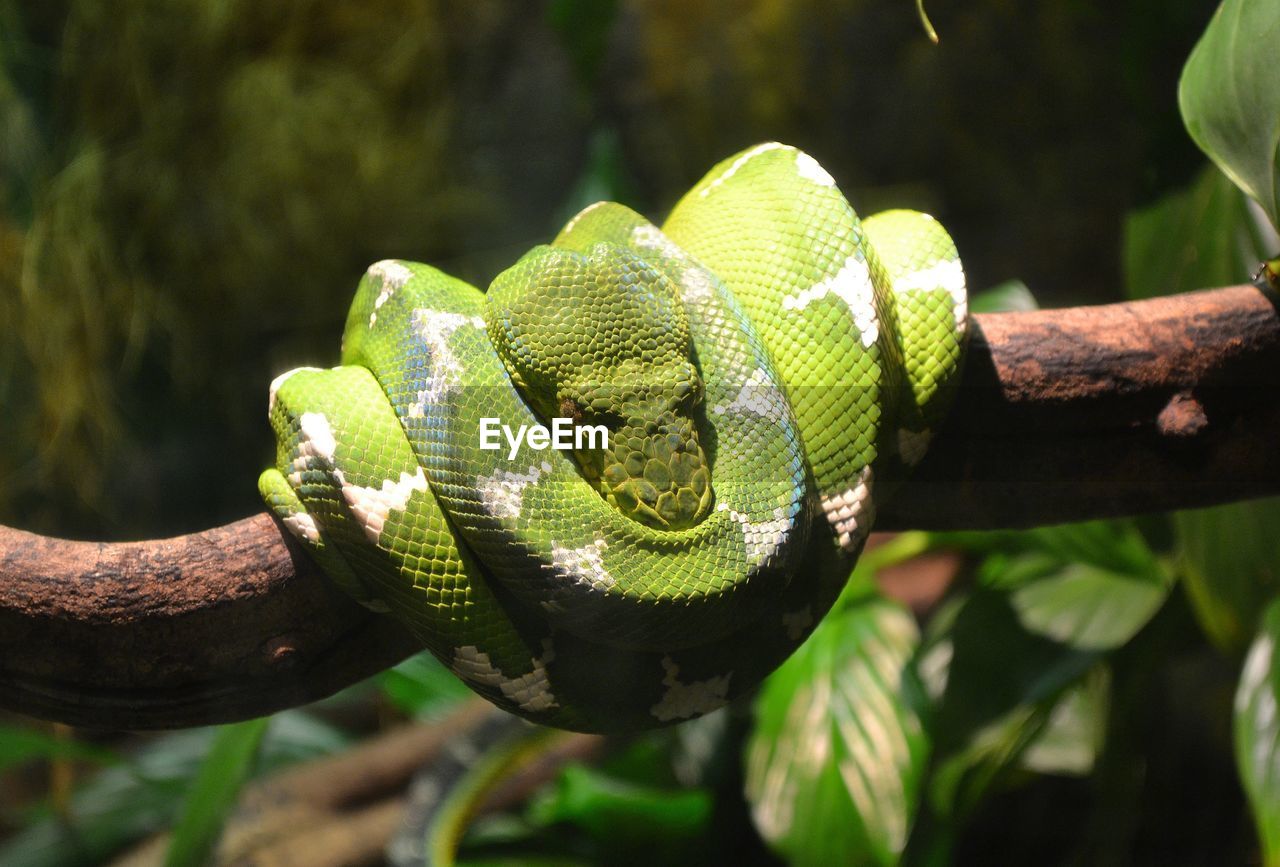 Green snake on branch