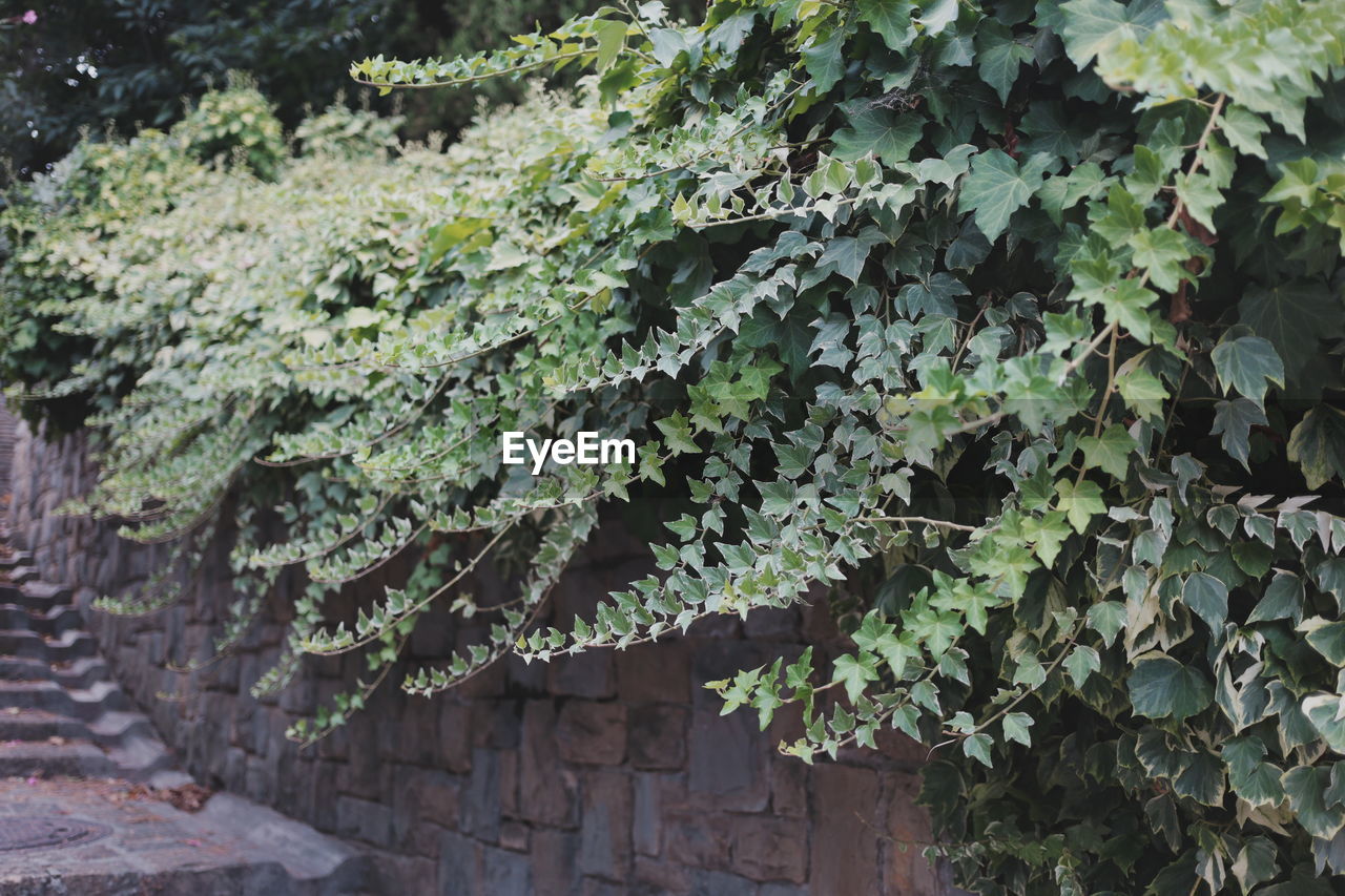 Close-up of plants growing in city