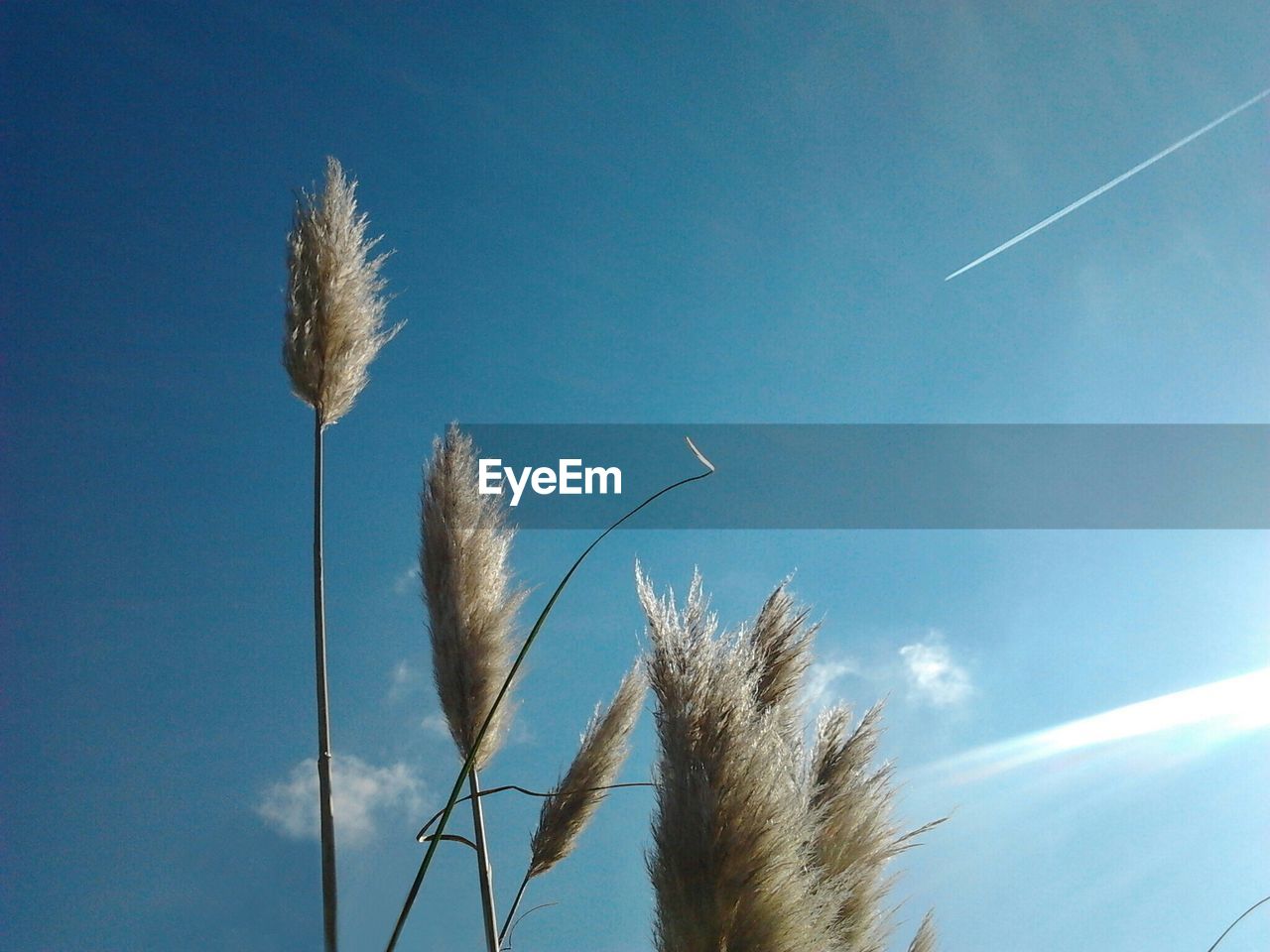 Low angle view of trees against blue sky