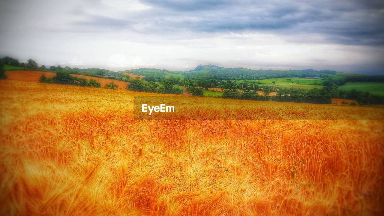 SCENIC VIEW OF RURAL LANDSCAPE