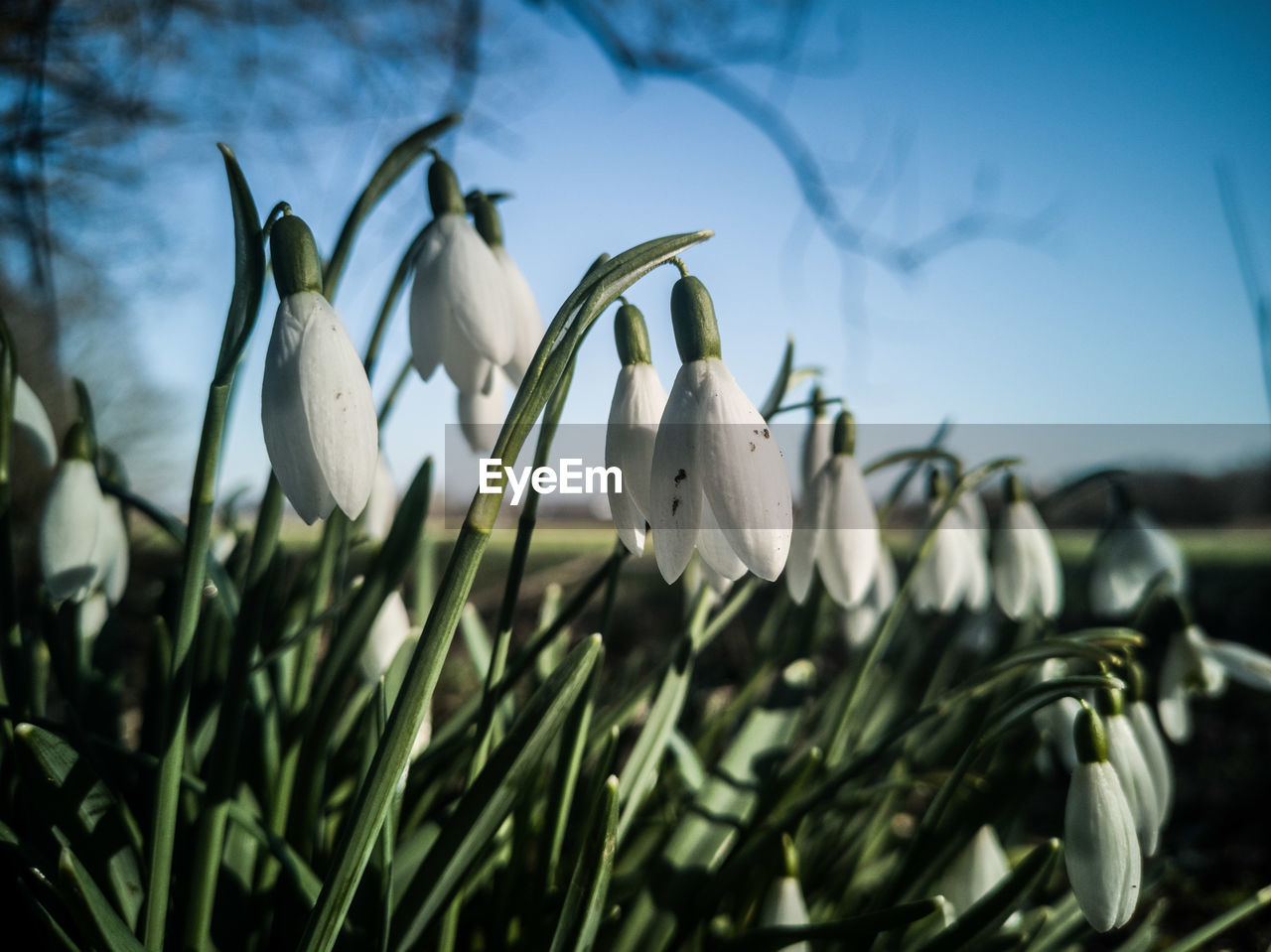 flower, plant, snowdrop, nature, flowering plant, beauty in nature, white, freshness, growth, sky, no people, close-up, grass, petal, outdoors, springtime, focus on foreground, sunlight, land, fragility, flower head, day, inflorescence