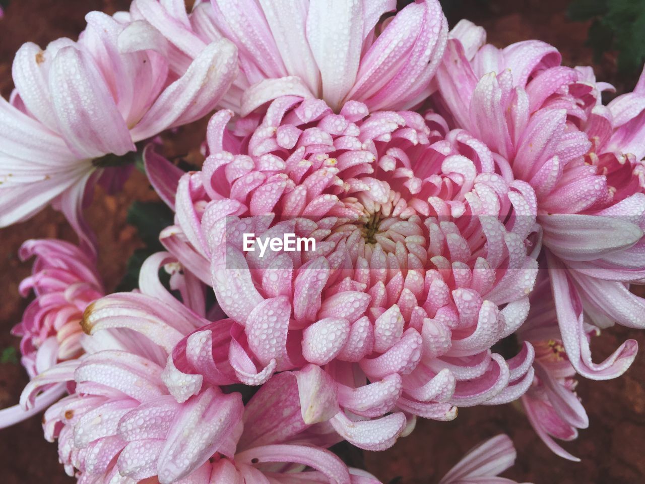 Close-up of pink flowers blooming outdoors