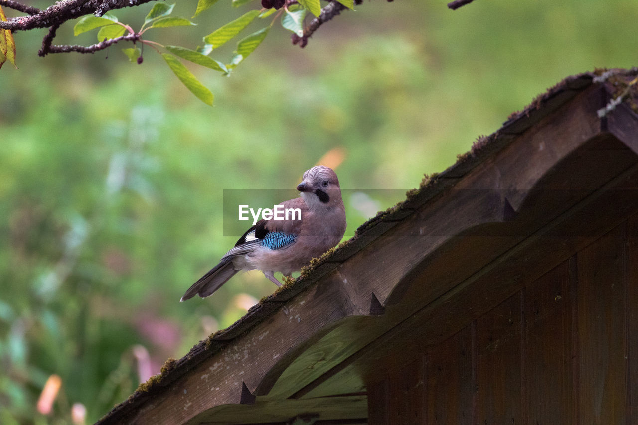 Eurasian jay garrulus glandarius colored jay  close-up of bird perching on a small garden house 