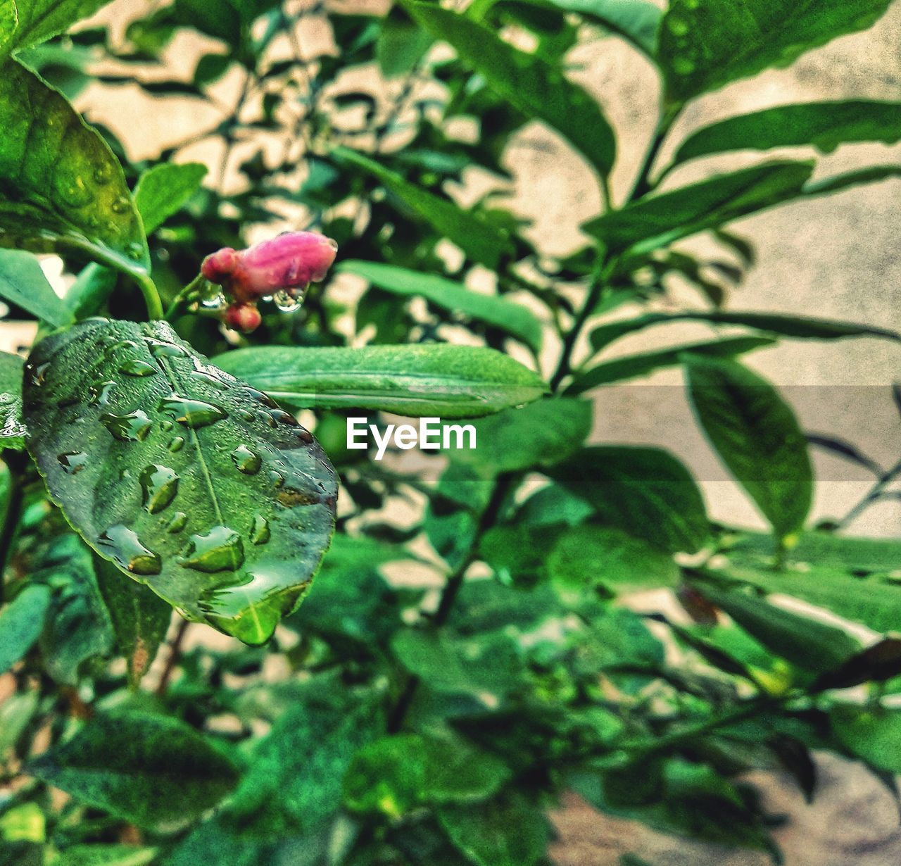 CLOSE-UP OF FLOWERING PLANT WITH RED LEAF