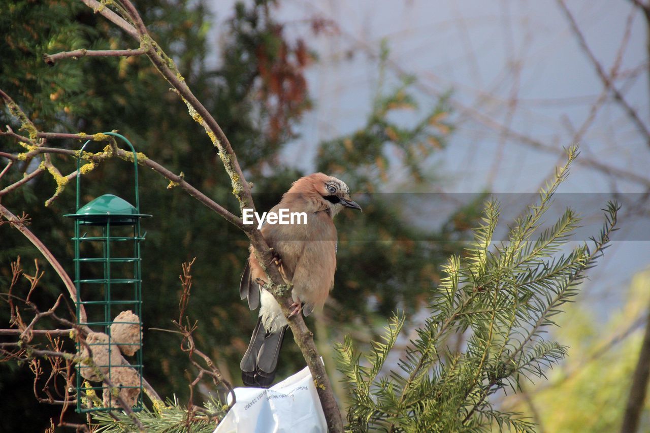 BIRD PERCHING ON BRANCH