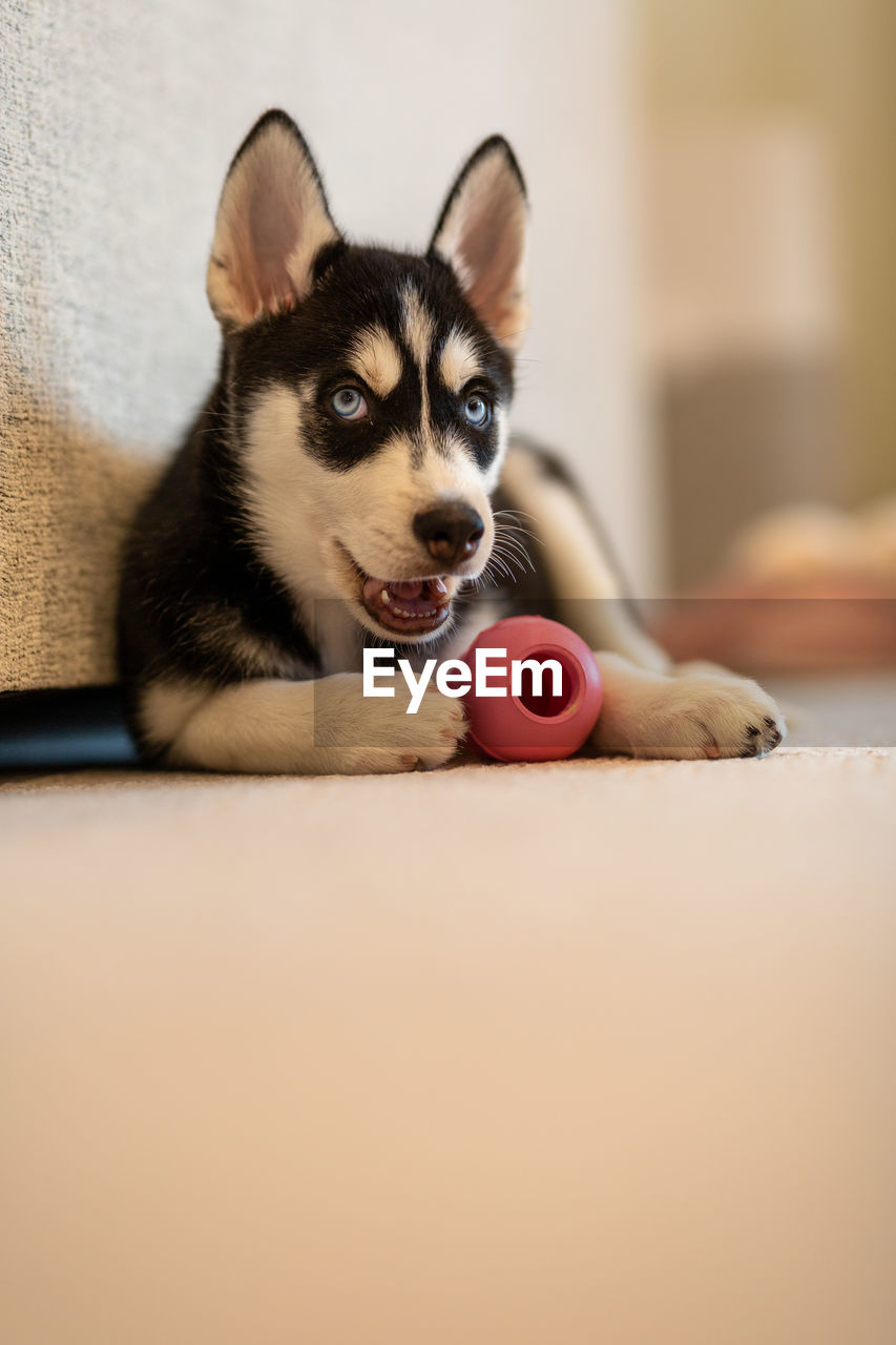 Portrait of dog with toy at home