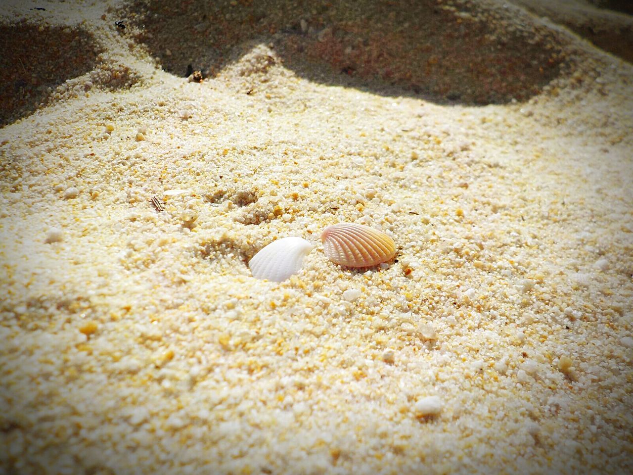 CLOSE-UP OF SEASHELL ON SAND AT BEACH