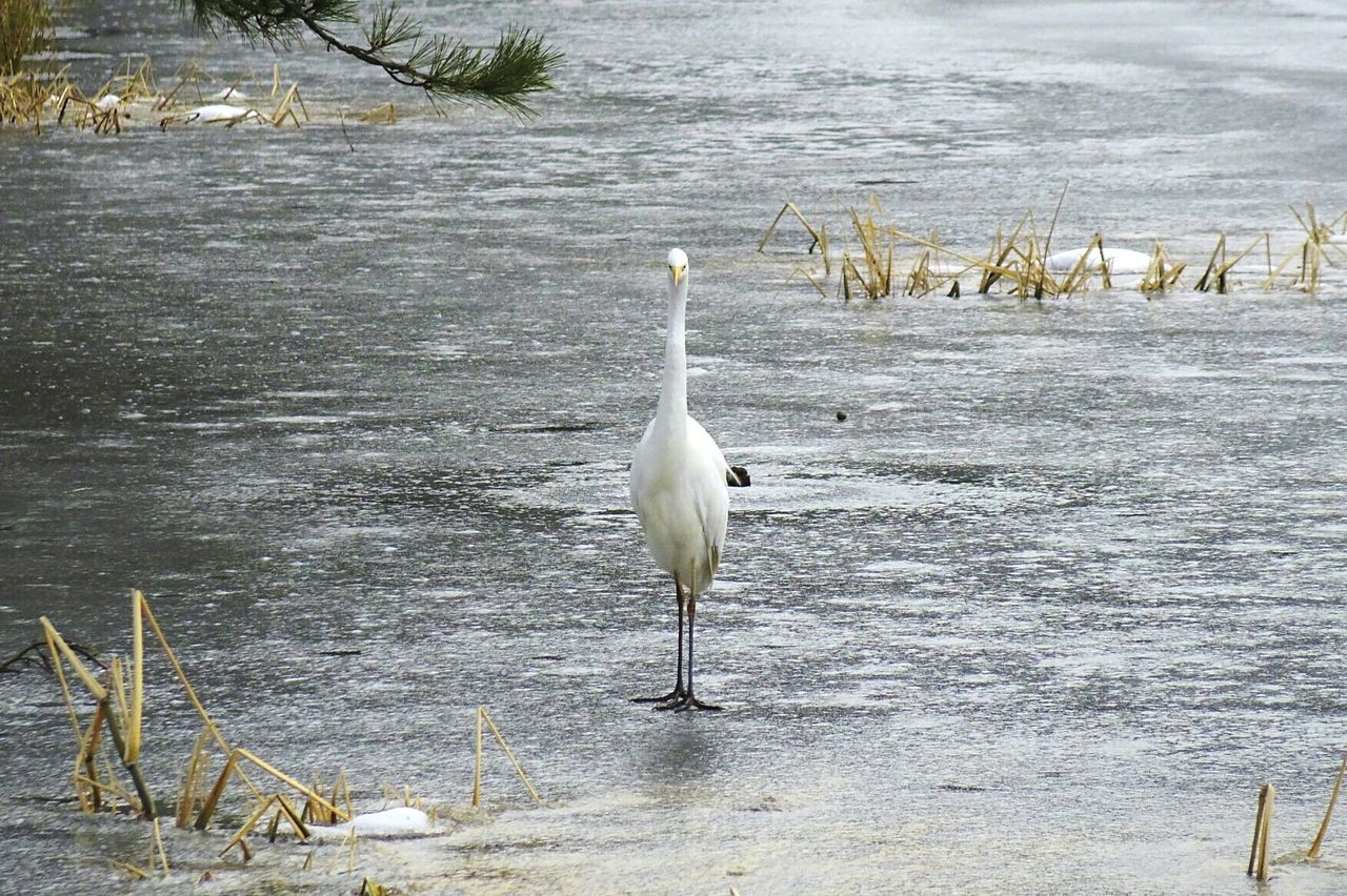 BIRD BY LAKE