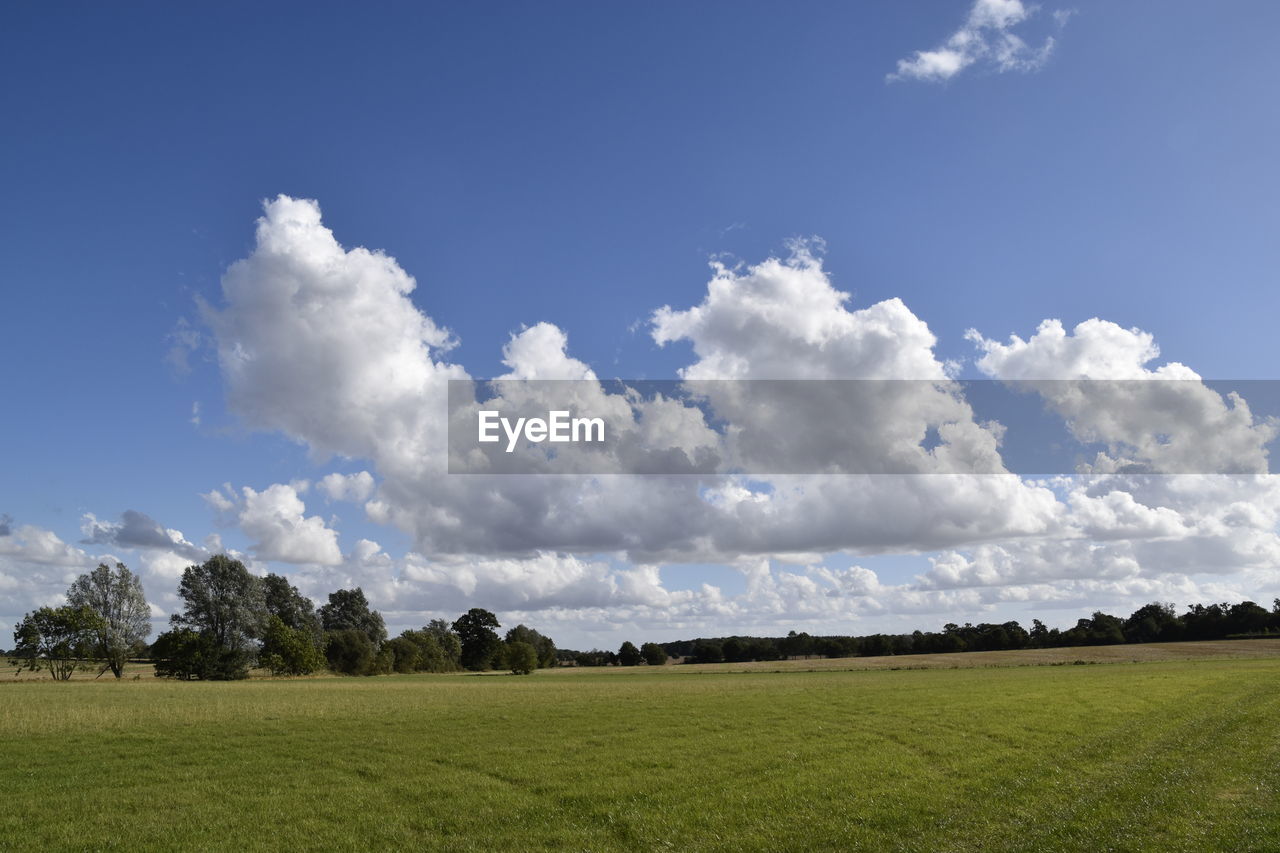 View of trees on grassy landscape against cloudy sky