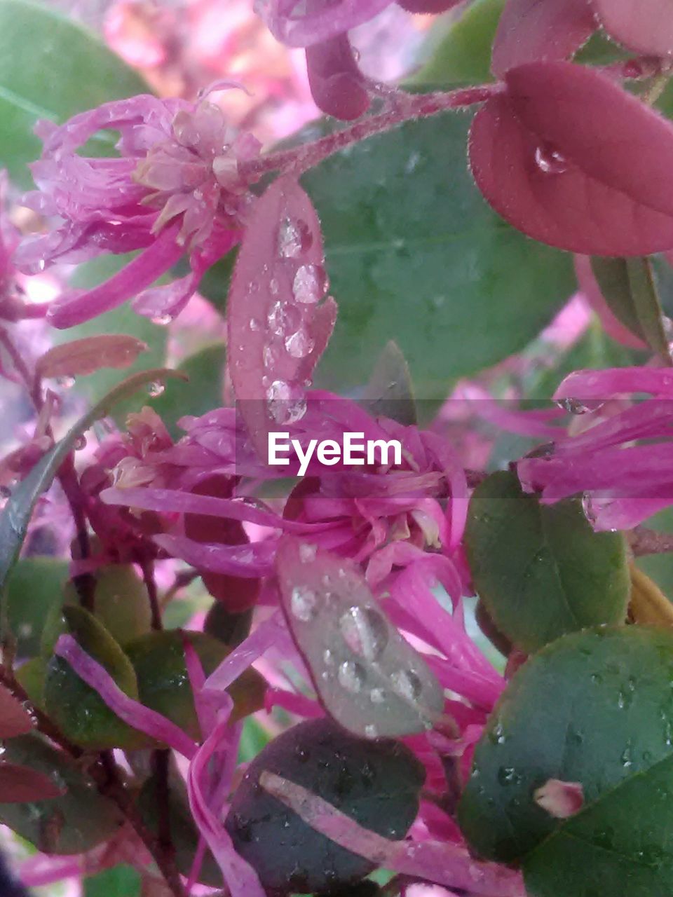 CLOSE-UP OF PINK FLOWER WITH WATER DROPS