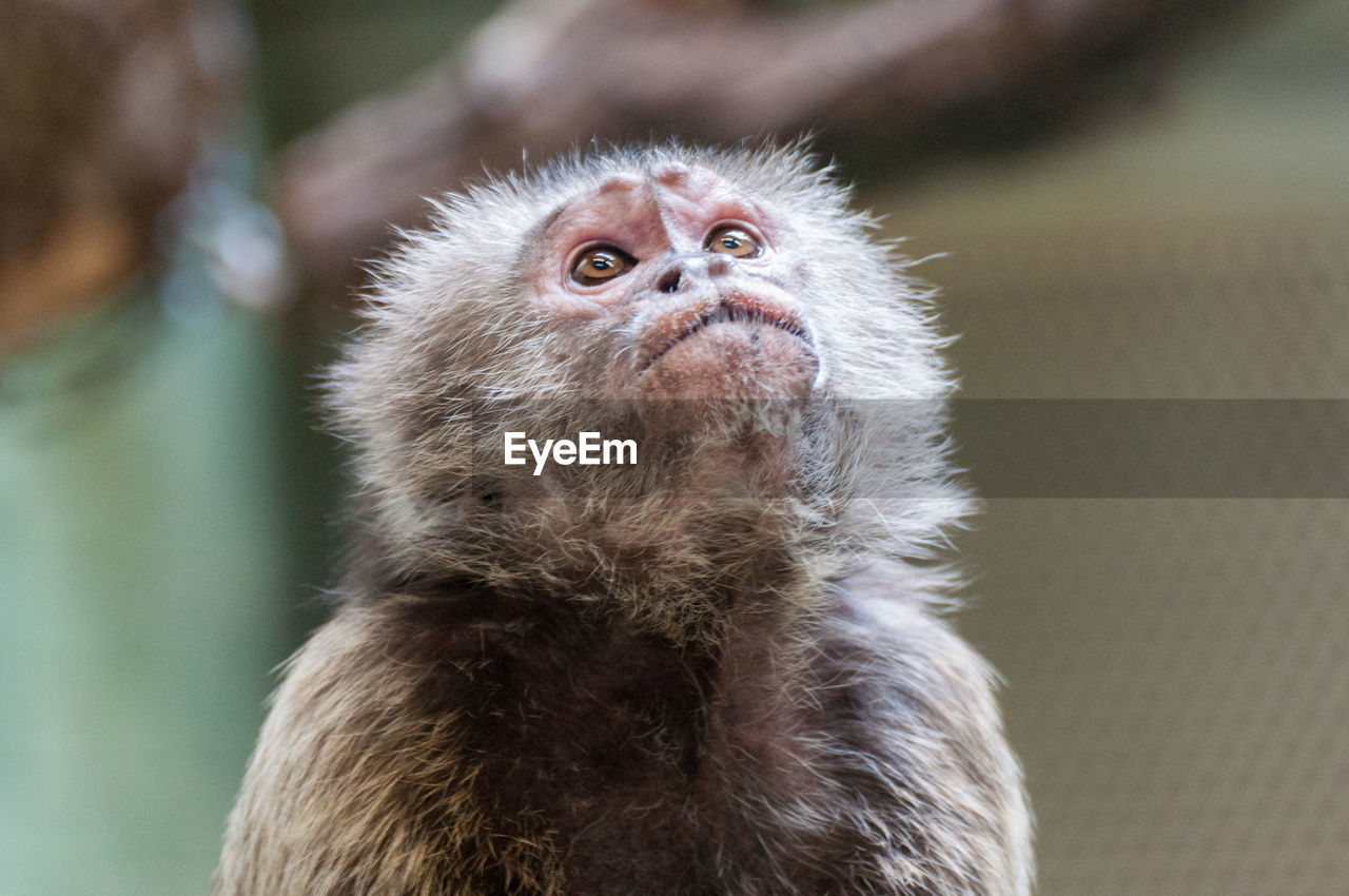 PORTRAIT OF MONKEY ON WALL