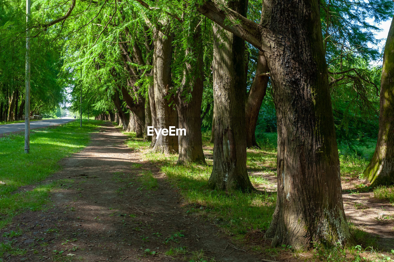 TREES IN PARK