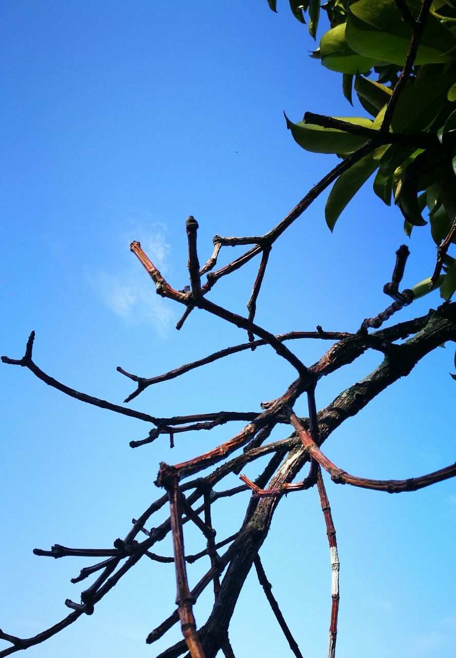 LOW ANGLE VIEW OF BRANCHES AGAINST BLUE SKY