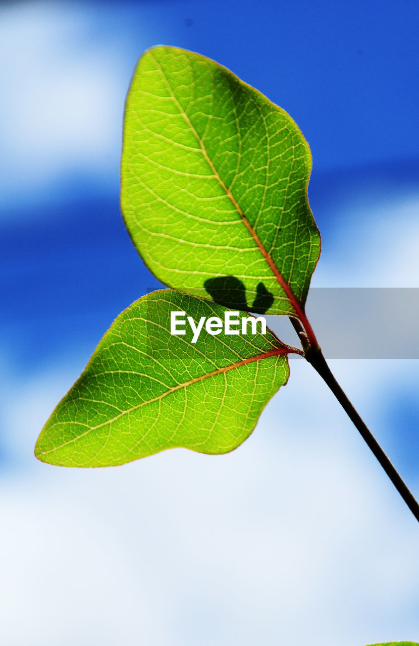 Close-up of green leaves against sky