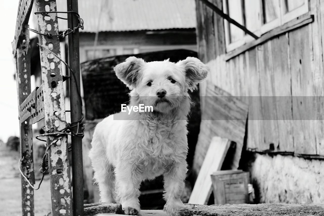 Close-up portrait of dog