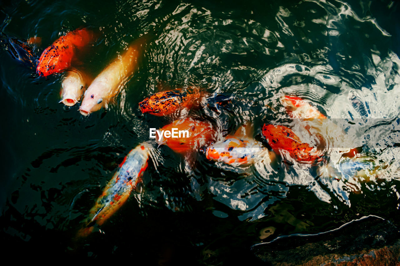 HIGH ANGLE VIEW OF KOI FISH IN POND