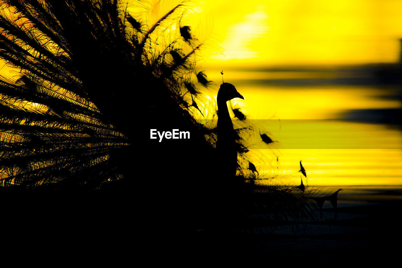 Silhouette peacock with fanned out feathers by lake against yellow sky