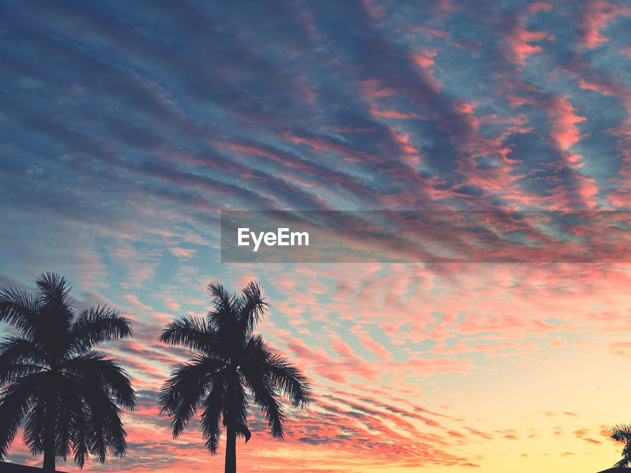 sky, cloud, sunset, tree, palm tree, nature, beauty in nature, dusk, tropical climate, scenics - nature, plant, tranquility, evening, horizon, tranquil scene, no people, low angle view, silhouette, dramatic sky, idyllic, afterglow, outdoors, sunlight, land, growth, orange color