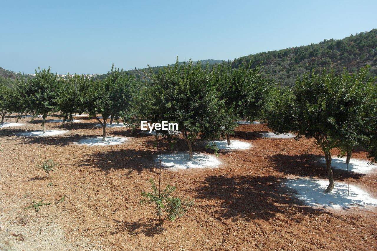 Scenic view of landscape against clear sky