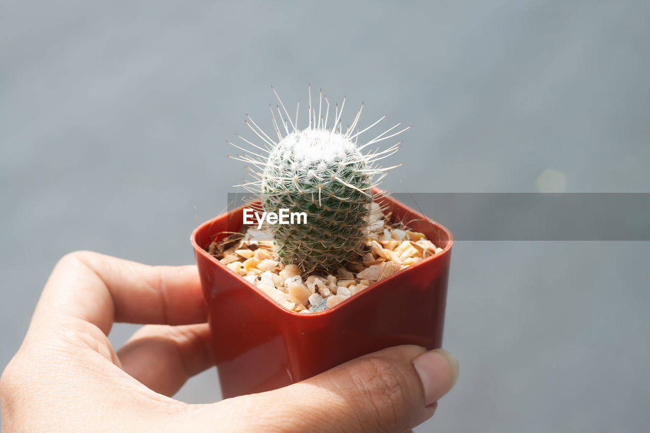 Close-up of person holding potted cactus