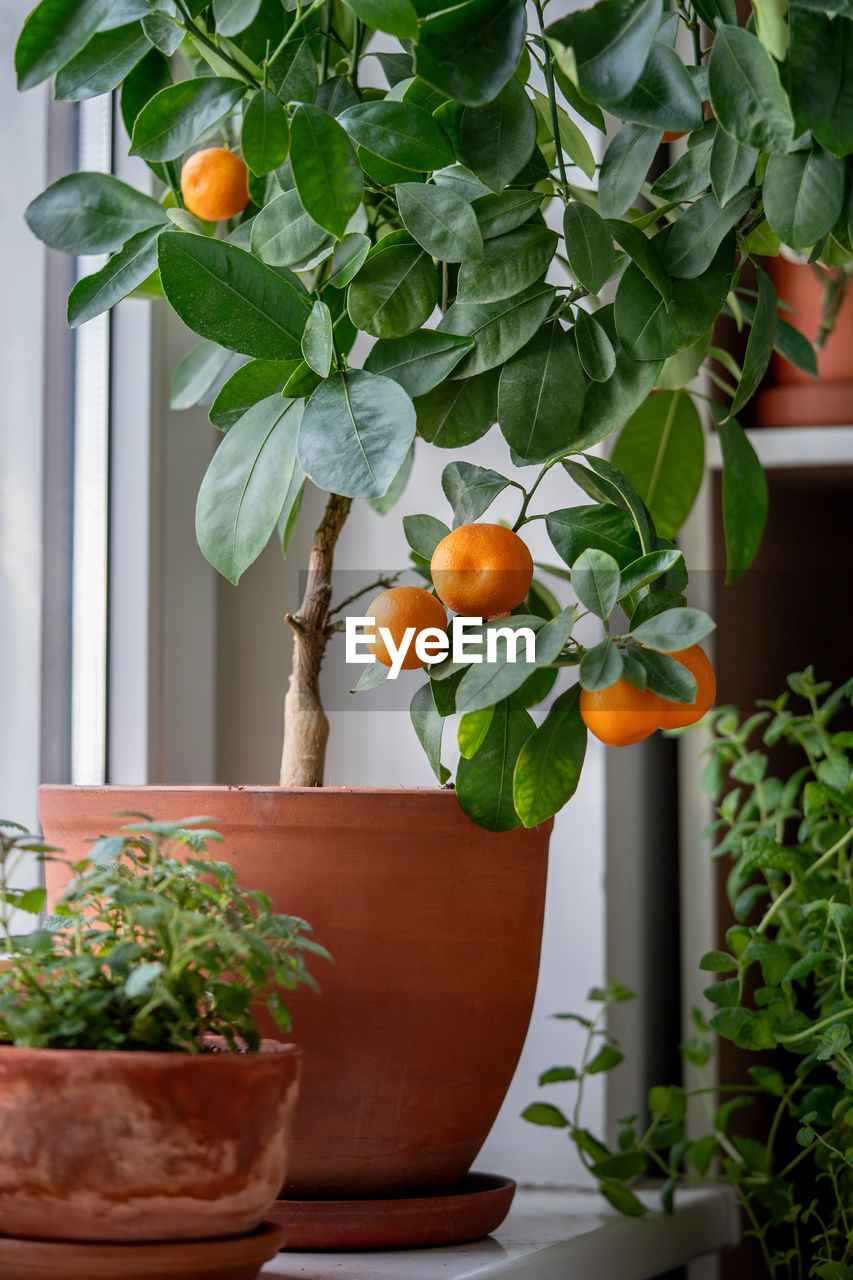 Tangerine tree with fruits in terracotta pot on windowsill at home. calamondin citrus plant.