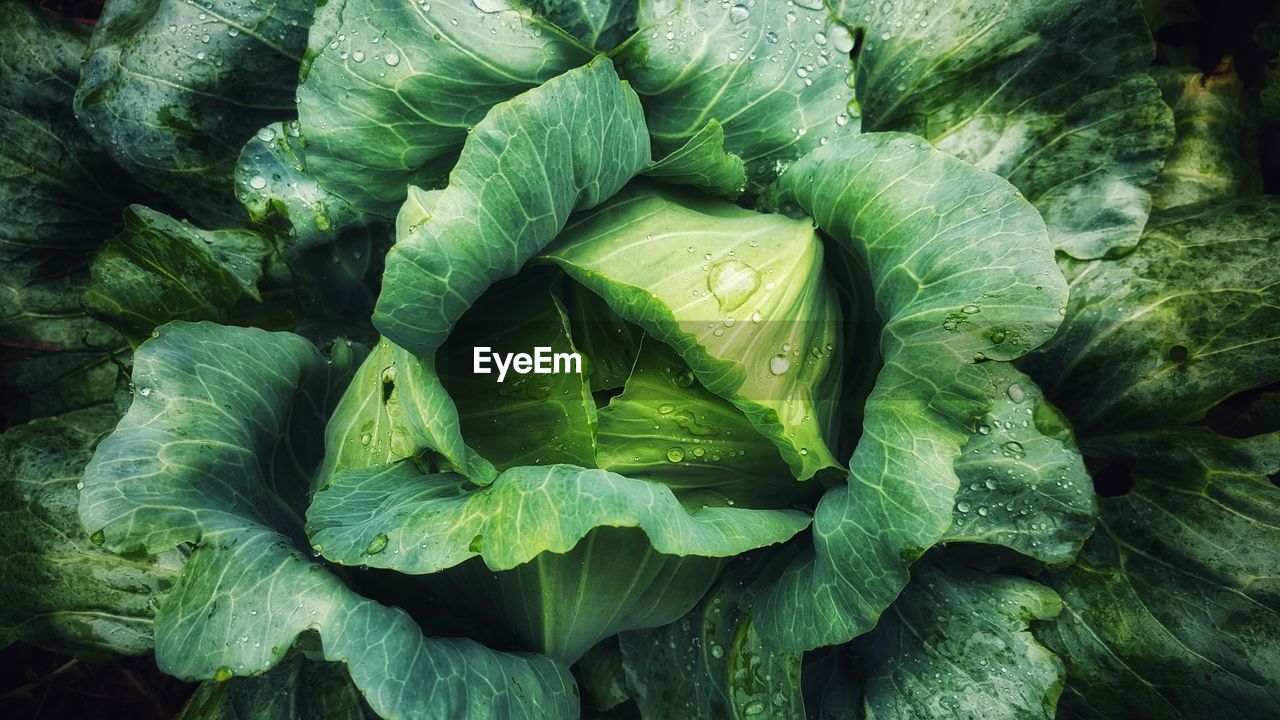 Full frame shot of wet cabbage