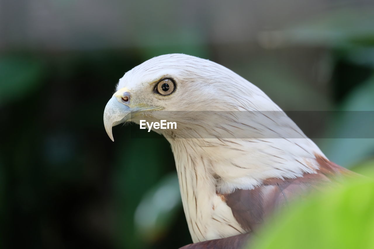 CLOSE-UP OF AN EAGLE