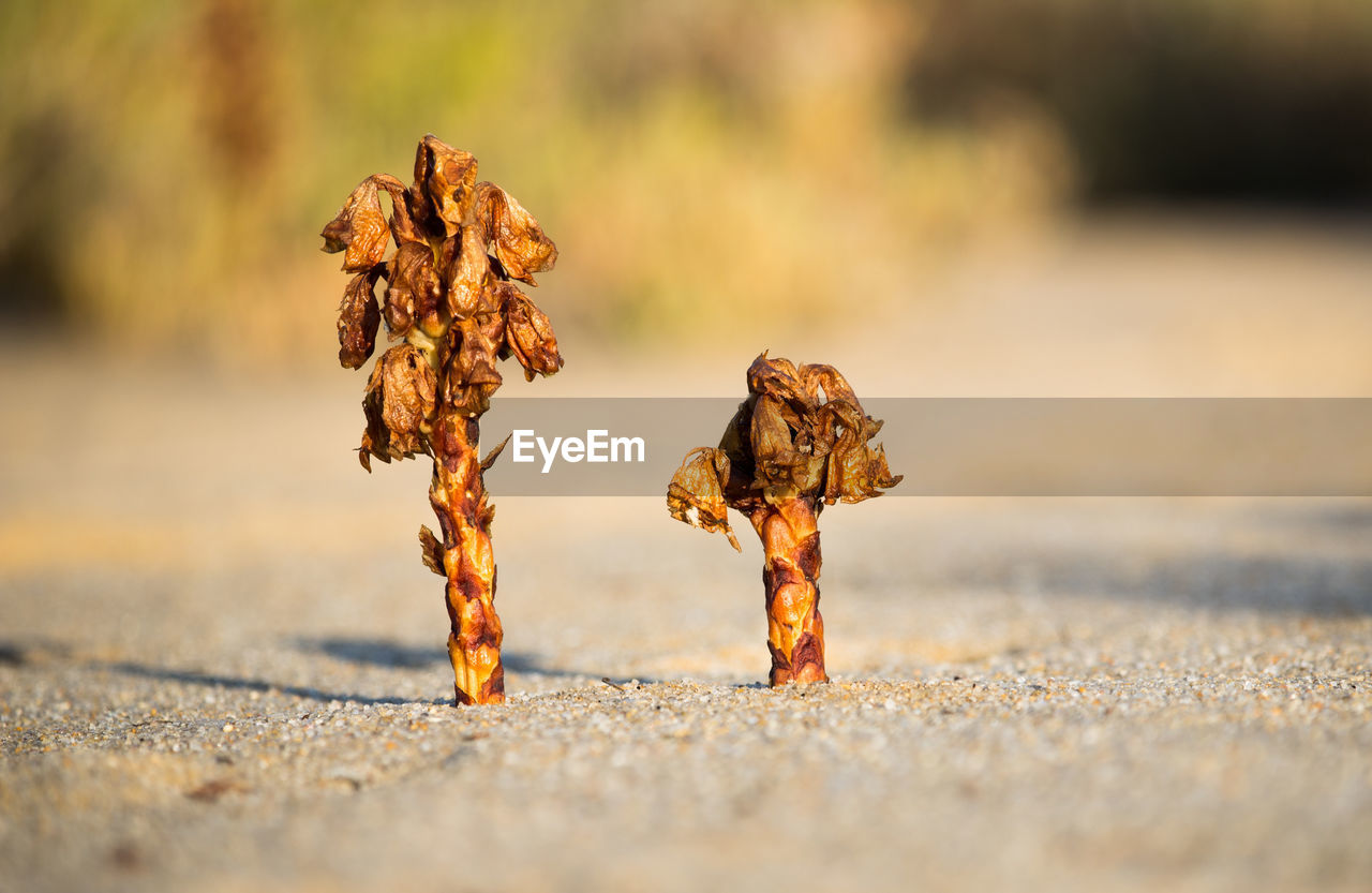 Close-up of dried plant on sand