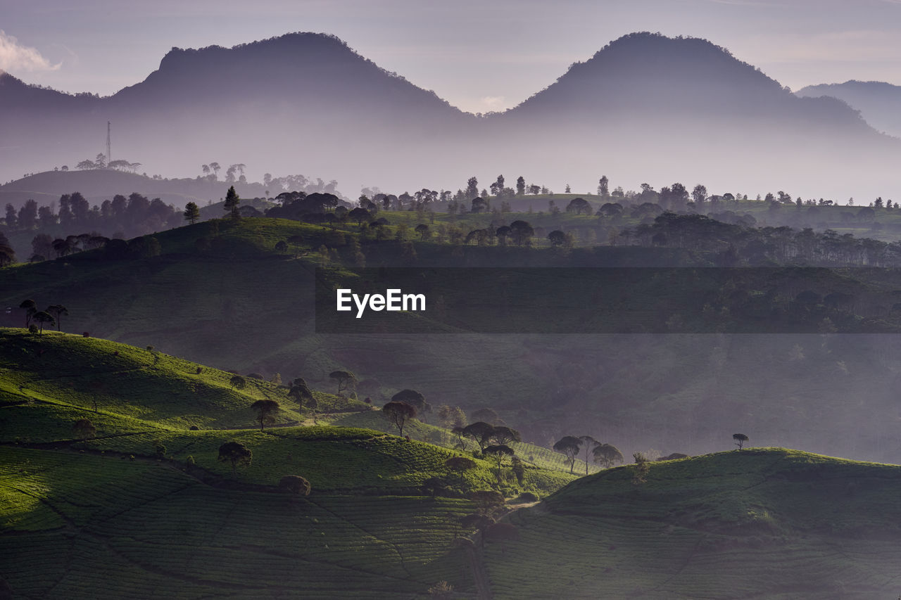 Scenic view of tea plantation in the misty morning