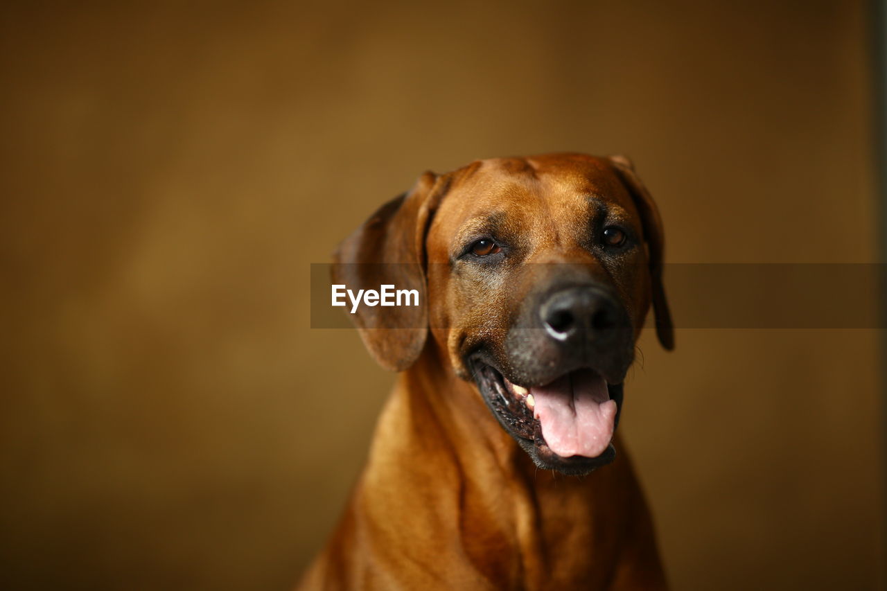 CLOSE-UP PORTRAIT OF DOG WEARING ANIMAL HEAD