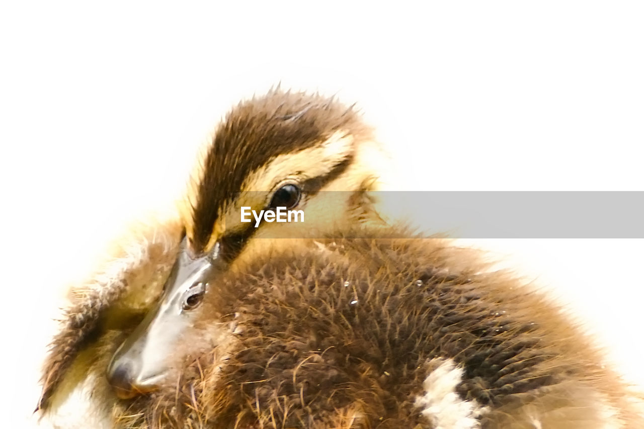 CLOSE-UP OF SPARROW ON GRASS