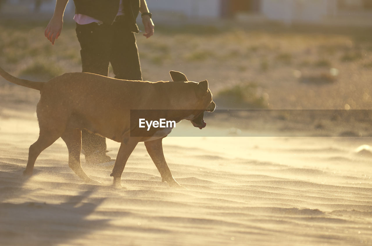 LOW SECTION OF PERSON ON DOG AT BEACH