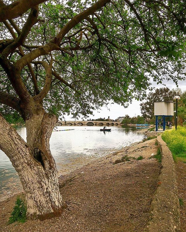 VIEW OF TREES BY POND