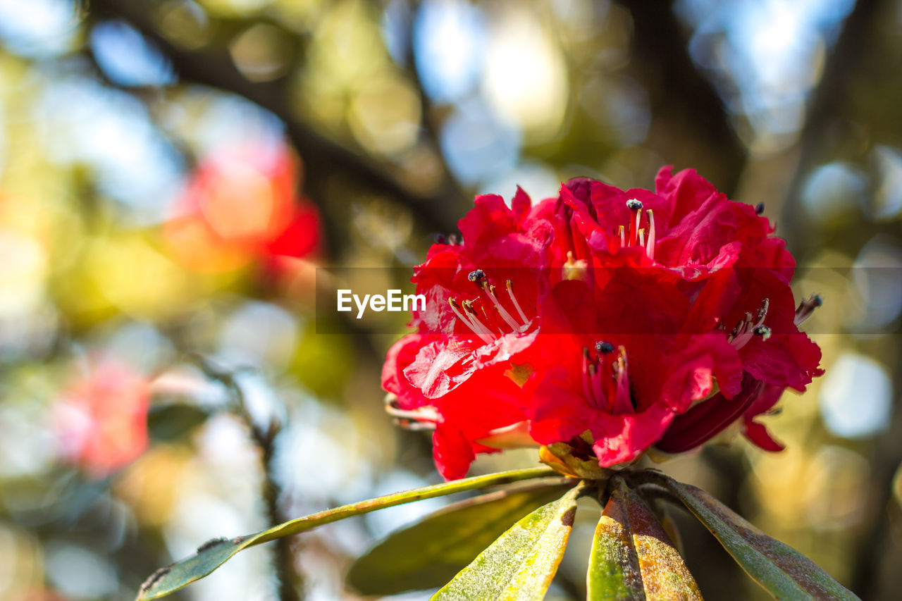 CLOSE-UP OF RED FLOWERS BLOOMING