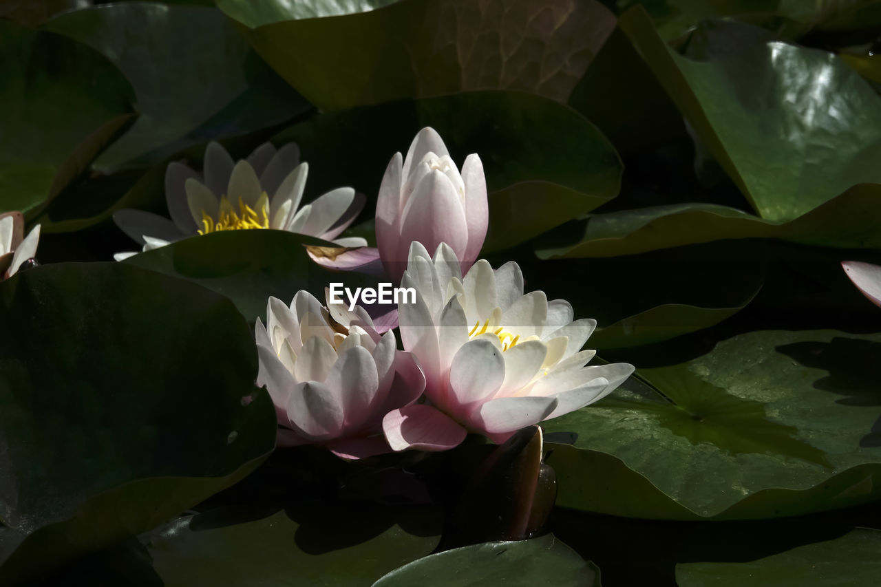 CLOSE-UP OF LOTUS WATER LILIES IN LAKE