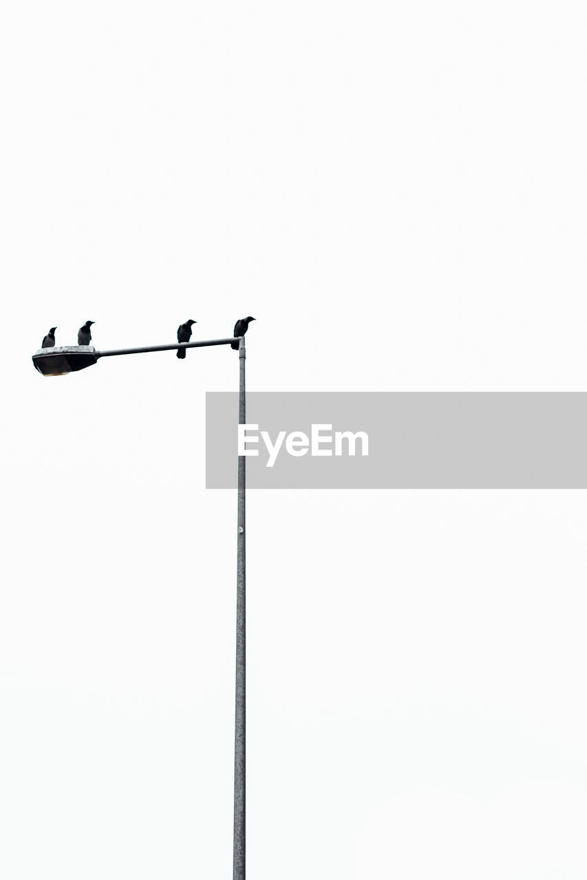 Low angle view of birds perching on street light against clear sky