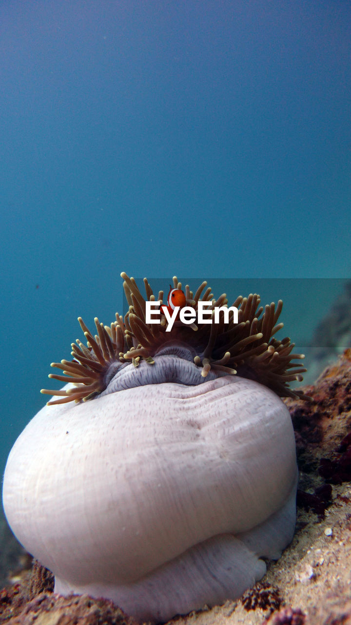 Anemone with peaking clownfish