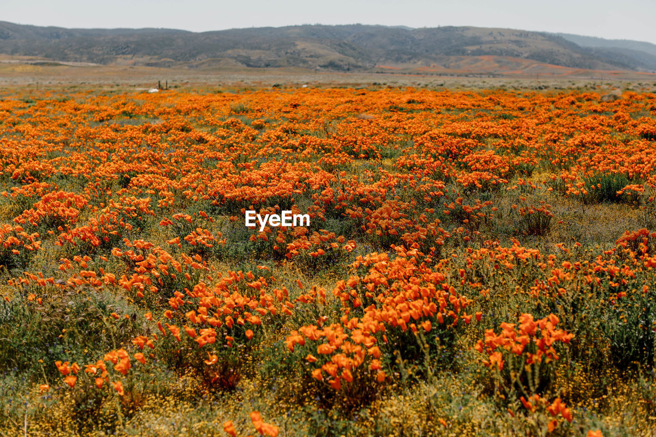 Scenic view of orange flowering plants on field