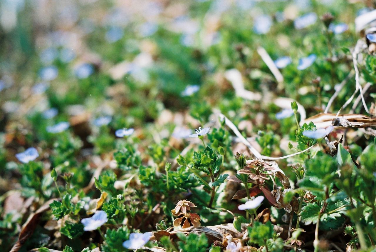 Close-up of plants