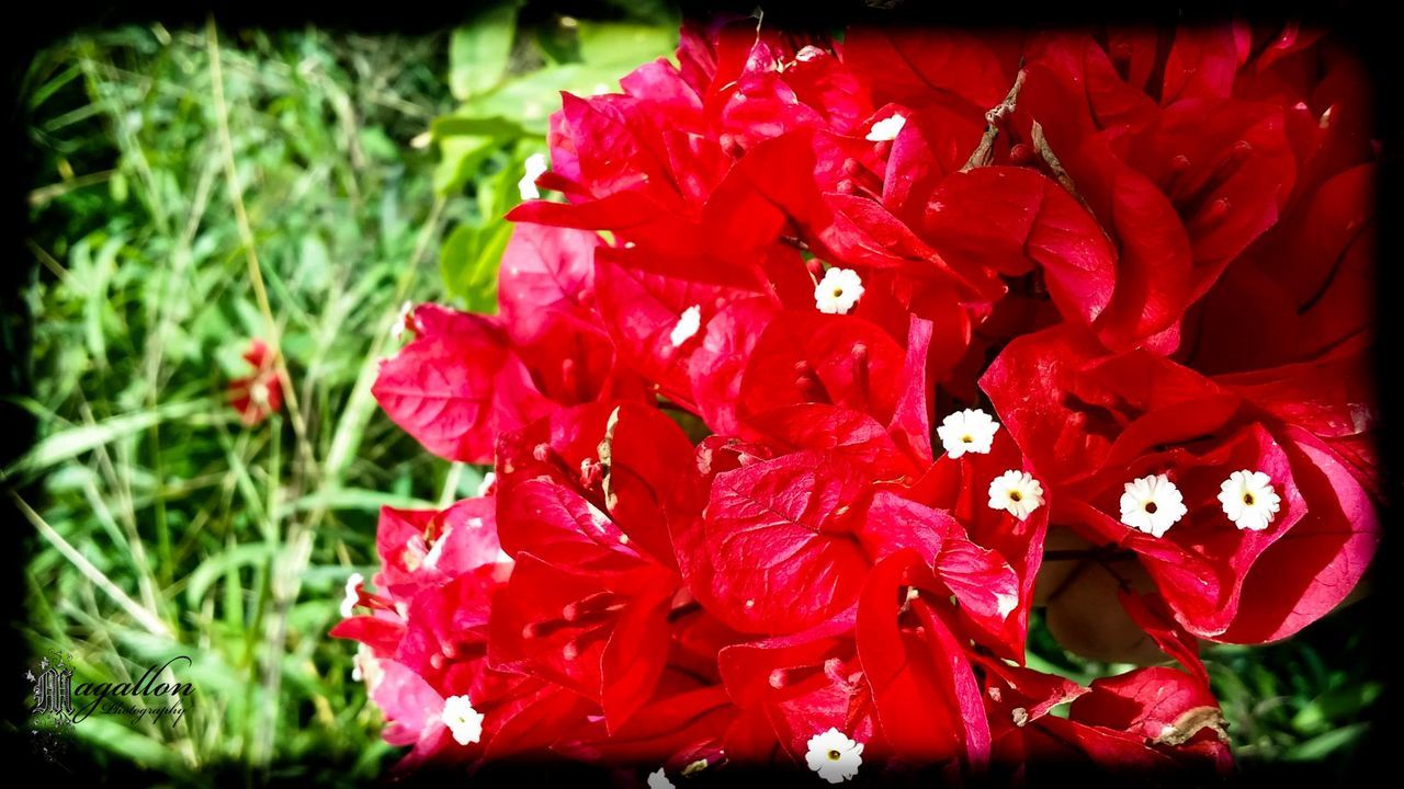 Elevated view of red flowers