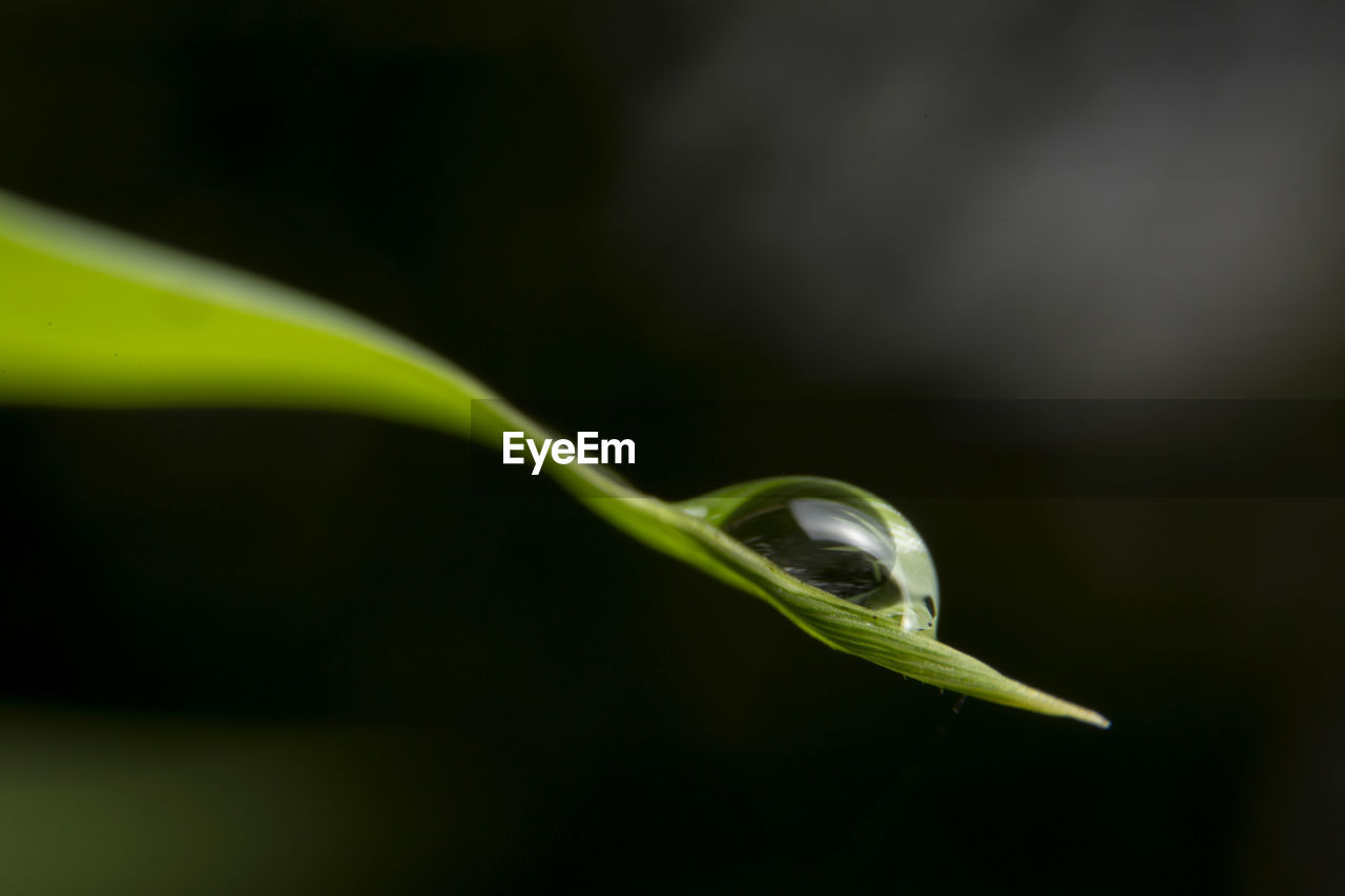 CLOSE-UP OF FRESH GREEN LEAF