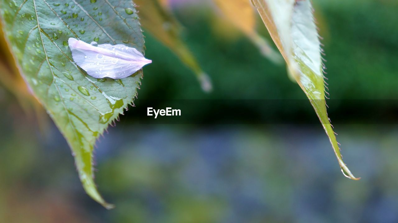 CLOSE-UP OF PLANT