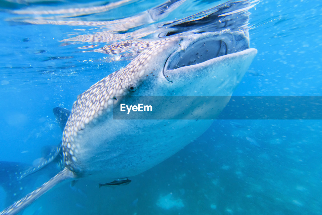 Close-up of whale shark swimming